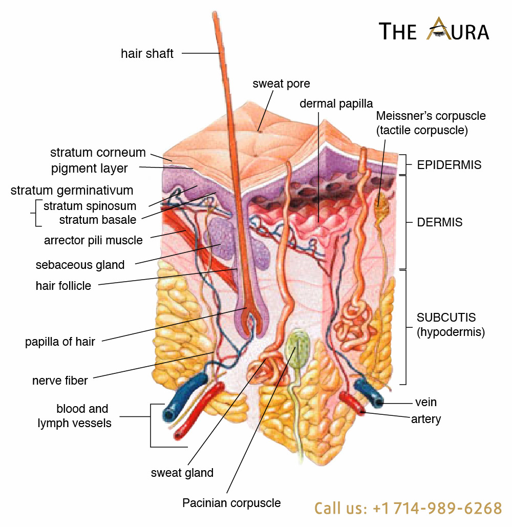 THE AURA BEAUTY ACADEMY The Aura is a beauty company that provides microblading, permanent cosmetic make-up, and provides licensing approved training academy in Westminster - Orange County California.