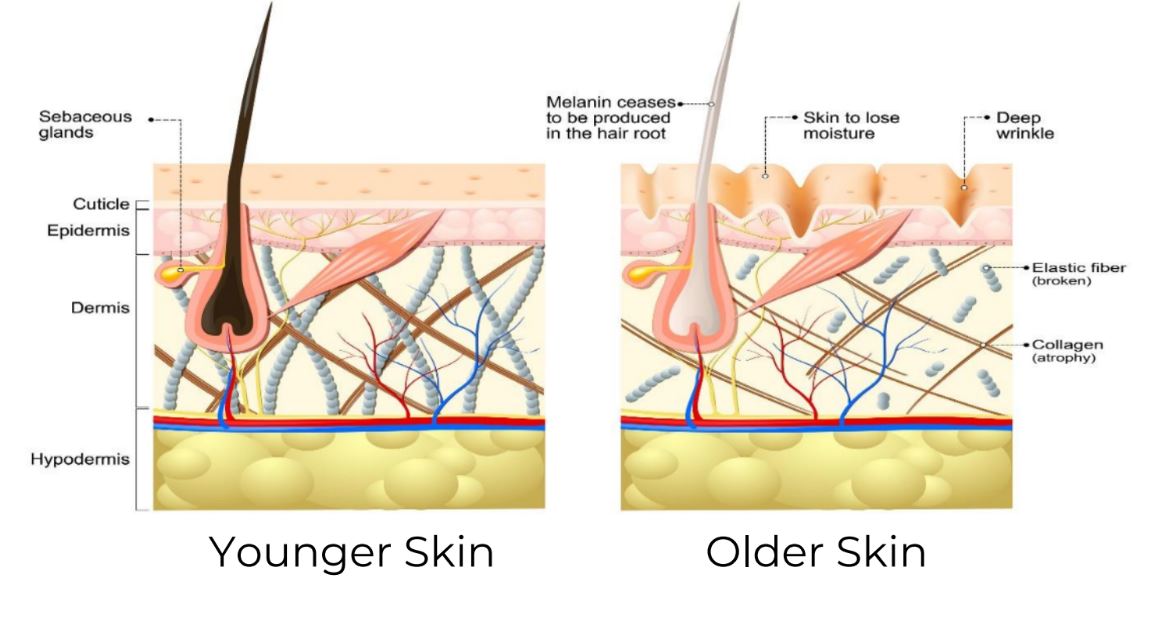How Aging Effects the Skin? Explore with Microblading Training Academy - The Aura